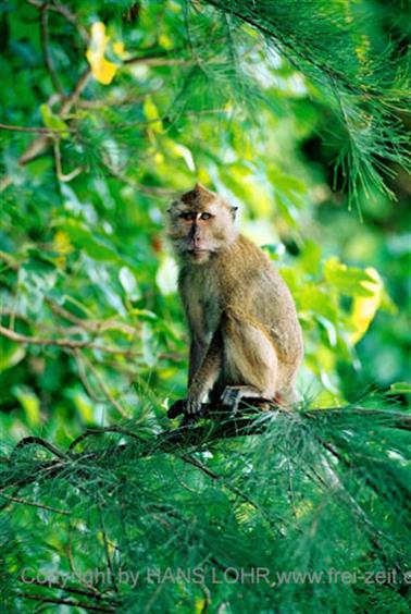 21 Thailand 2002 F1000008 Khao Lak Insel bei Krabi mit Affen_478